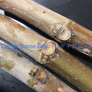 イチジク Col de Dame Gris（レディグレイ） 穂木 太い枝3本 の画像5