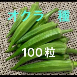 オクラ　種子　種　100粒以上