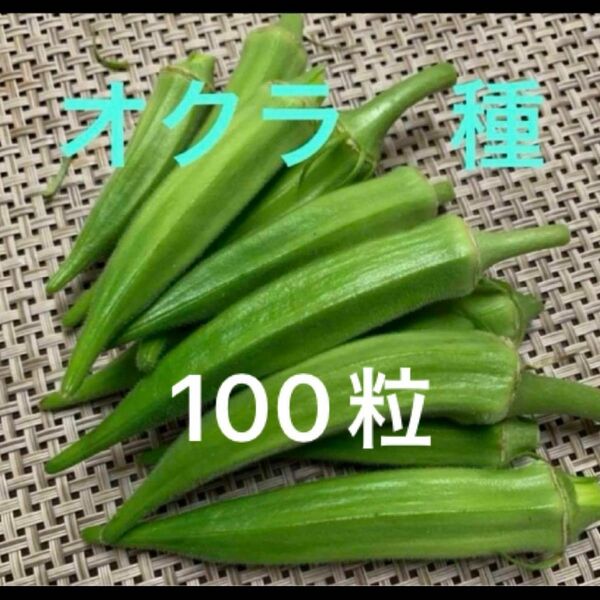 オクラ　種子　種　100粒以上