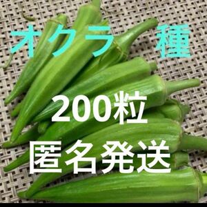 オクラ　種子　種　200粒以上