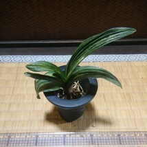 オモト「羅紗実生」　縁起物　観葉植物　古典植物　徳川家康　富貴蘭　セッコク　春蘭　アガベ　塊根植物 縁起物_画像1