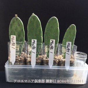 アロエマニア倶楽部 大型宝剣 うちわさぼてん 観葉植物 多肉植物 自社AMK 競り