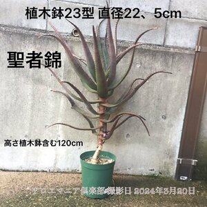 聖者錦（Aloe rupestris ルペストリス)　真っ赤な紅葉アロエ 超大型本物 温室物 自社AMK 競り 6年物 特選