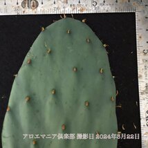 オオマルボン オプンチア属 大型宝剣 おおまるぼん 大丸盆 opuntia robusta f.belen ロブスタ 自社AMK ウチワサボテン 観葉植物 多肉植物_画像3