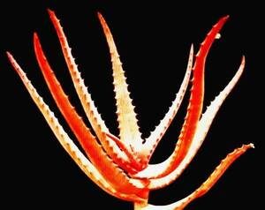 聖者錦（Aloe rupestris ルペストリス)　真っ赤な紅葉アロエ 超大型本物 温室物 自社AMK 競り