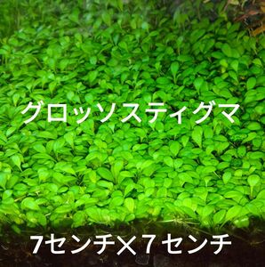 グロッソスティグマ 水中葉 無農薬　約７センチ7センチ100株以上