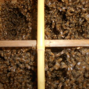 日本蜜蜂の販売 今春発送の先行予約  重箱式巣箱  蜂蜜 日本みつばち徳島塾の画像3
