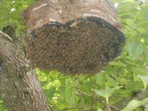 日本蜜蜂の販売　今春発送の先行予約　　重箱式巣箱　　蜂蜜　日本みつばち徳島塾