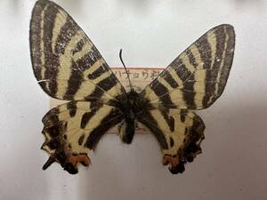 ヒメギフチョウ 蝶 標本 長野県塩尻町 年一回発生 1953年 4月4日
