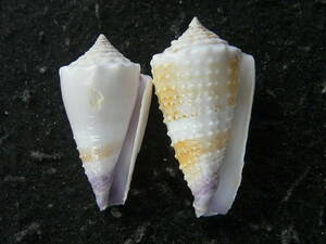 貝殻標本「ウスムラサキイモ２型セット（美!!）」