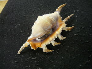 貝殻標本「インドフシデサソリw/o（美!）」
