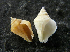 貝殻標本「ネコジタサンゴヤドリ2色セット（美!!）」