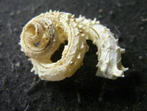 貝殻標本「コケミミズ（白型・美!!）」_画像1