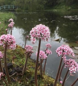 ダルメラ・ペルタータ　苗　希少　流通なし　宿根草　多年草　インディアンルバーブ　山野草 耐寒性多年草　耐寒性宿根草　