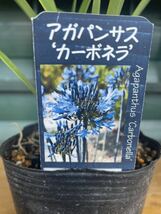 アガパンサス　カーボネラ　黒軸　濃花　宿根草　耐寒性あり　珍しい品種です　残りわずか_画像1