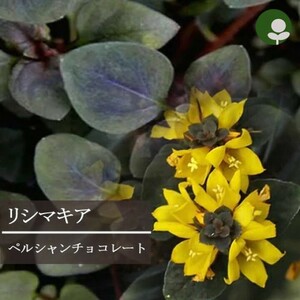 リシマキア・ペルシャチョコレート　常緑多年草　グランドカバーや寄せ植えに最適!