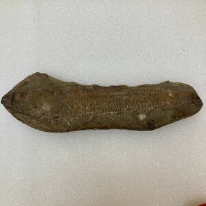 YK4600 魚　化石 古代魚 詳細不明　現状品　0705