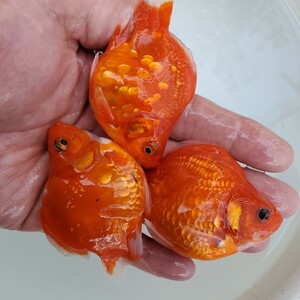 【越後玉サバ】2023年産玉サバモザイク透明鱗短尾 3匹 9cm前後 ”親魚に金副使用！”D-61