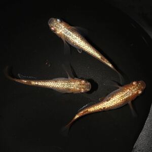 【Petit Labo】サンシャイン 大きめ稚魚〜幼魚 ５匹 15mm前後 サバンナ様直系 ② めだか メダカ　 　