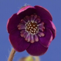 出品株の花