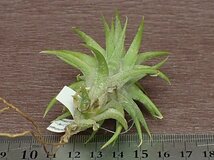 Tillandsia ionantha v.vanhyningii チランジア・イオナンタ バンハイニンギー●エアプランツTI★第四種送料別途★税別1円～!!_画像2