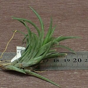 Tillandsia neglecta 'Giant' チランジア・ネグレクタ ジャイアント■エアプランツTI★第四種送料別途★税別1円～!!の画像2