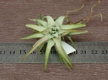 Tillandsia ionantha v.vanhyningii チランジア・イオナンタ バンハイニンギー●エアプランツTI★第四種送料別途★税別1円～!!_画像3