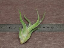 Tillandsia caput-medusae チランジア・カプトメデューサエ■エアプランツCO★第四種送料別途★税別1円～!!_画像2