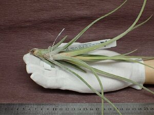 Tillandsia 'Spring Frost' チランジア スプリングフォレスト■エアプランツTR★第四種送料別途★税別1円～!!