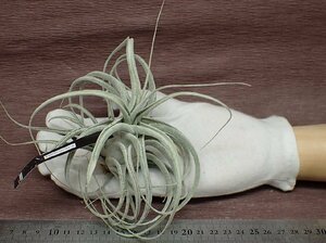 Tillandsia ehlersiana チランジア・エーレルシアナ★エアプランツEP★第四種送料別途★税別1円～!!