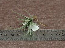 Tillandsia vernicosa Hybrid チランジア・ベルニコーサ ハイブリッド■エアプランツTI★第四種送料別途★税別1円～!!_画像3