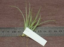 Tillandsia sp. チランジア種名不詳●エアプランツDP★第四種送料別途★税別1円～!!_画像2