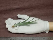 Tillandsia ionantha x T.caput-medusae チランジア・イオナンタxカプトメデューサ■エアプランツDF★第四種送料別途★税別1円～!!_画像1