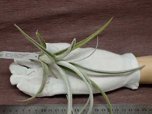 Tillandsia zecheri チランジア・ゼチェリ★エアプランツEP★第四種送料別途★税別1円～!!