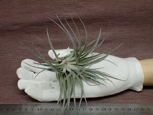 Tillandsia 'Houston Red Princess' チランジア ヒューストンレッドプリンセス★エアプランツDF★第四種送料別途★税別1円～!!