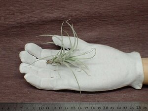 Tillandsia tectorum 'Crown Royal' チランジア・テクトラム クラウンロイヤル●エアプランツTI★第四種送料別途★税別1円～!!