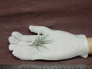 Tillandsia paleacea 'Enano' チランジア・パレアセア エナノ■エアプランツDF★第四種送料別途★税別1円～!!