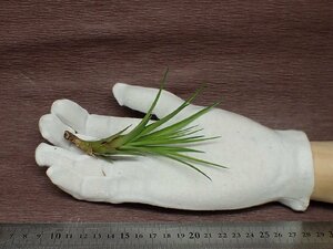 Tillandsia tricolor v.melanocrater チランジア・トリコロール メラノクラテル■エアプランツCO★第四種送料別途★税別1円～!!