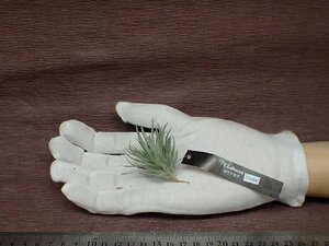 Tillandsia loliacea チランジア・ロリアセア■エアプランツEP★第四種送料別途★税別1円～!!