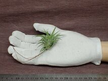 Tillandsia ionantha 'Albino'？ チランジア・イオナンタ アルビノ●エアプランツTI★第四種送料別途★税別1円～!!_画像1