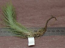 Tillandsia funckiana チランジア・フンキアナ★エアプランツKK★第四種送料別途★税別1円～!!_画像2