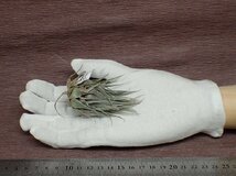 Tillandsia heubergeri チランジア・ヘウベルゲリ■エアプランツBS★第四種送料別途★税別1円～!!_画像1