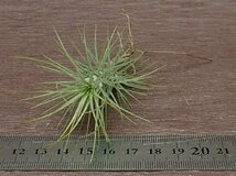 Tillandsia funckiana チランジア・フンキアナ■エアプランツSE★第四種送料別途★税別1円～!!_画像3