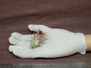 Tillandsia ionantha 'Huamelula' チランジア・イオナンタ ウアメルラ■エアプランツDP★第四種送料別途★税別1円～!!