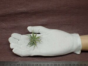 Tillandsia ionantha Mexican チランジア・イオナンタ メキシカン■エアプランツTI★第四種送料別途★税別1円～!!