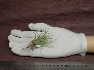 Tillandsia ionantha 'Fat Boy' チランジア・イオナンタ ファットボーイ■エアプランツTI★第四種送料別途★税別1円～!!