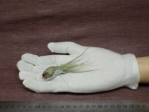 Tillandsia ehlersiana チランジア・エーレルシアナ■エアプランツTI★第四種送料別途★税別1円～!!