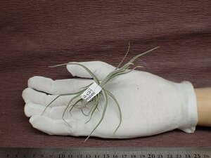 Tillandsia lepidosepala チランジア・レピドセパラ■エアプランツDP★第四種送料別途★税別1円～!!