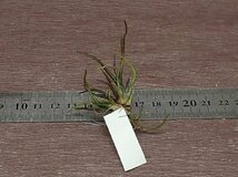 Tillandsia bulbosa 'Mini Brazil' チランジア・ブルボーサ ミニブラジル●エアプランツTI★第四種送料別途★税別1円～!!_画像2