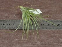 Tillandsia sp. チランジア種名不詳●エアプランツDP★第四種送料別途★税別1円～!!_画像3